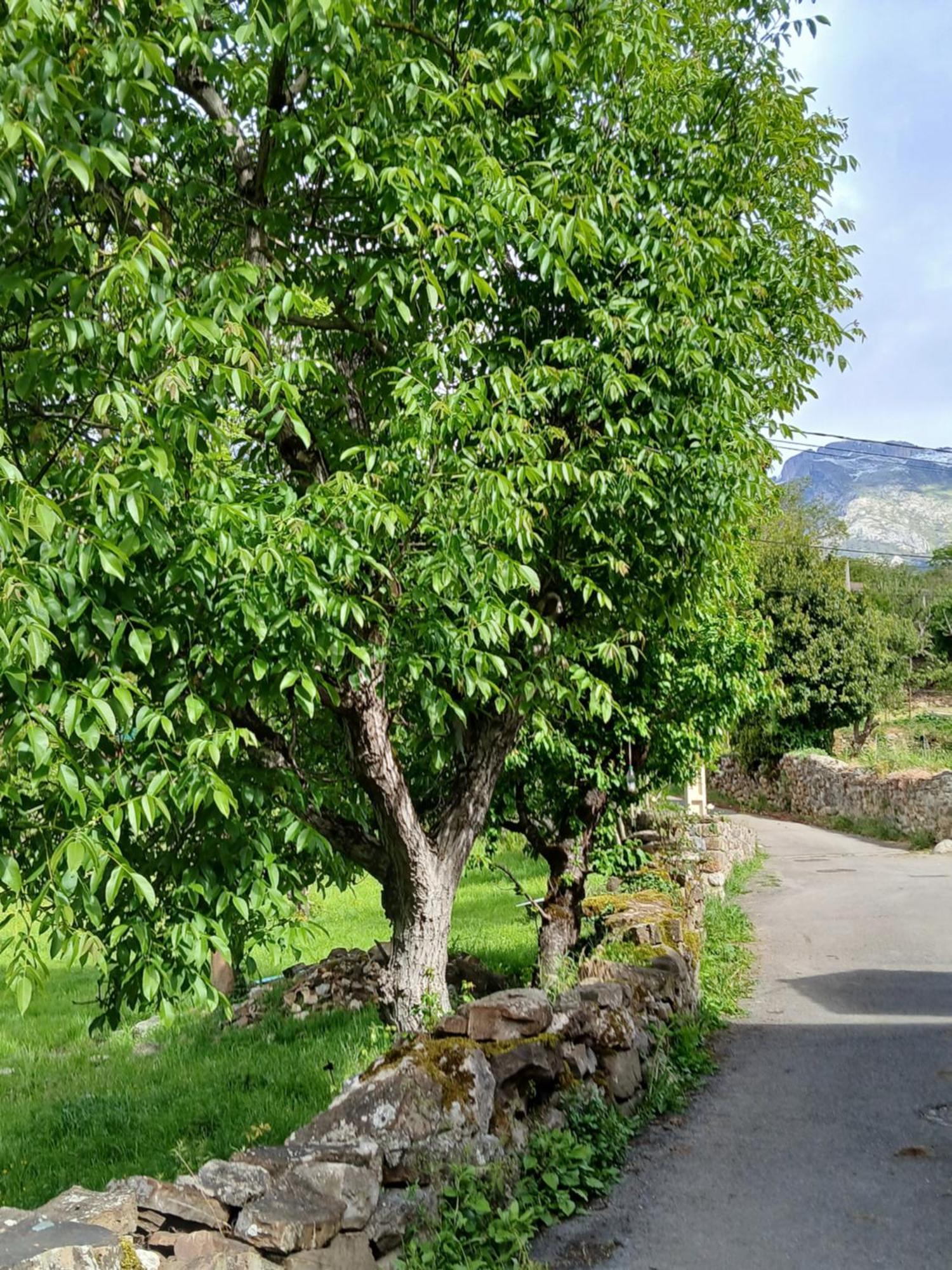 Picos De Europa Suites And Rooms Turieno Екстериор снимка